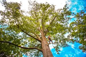 Professional Tree Care in Canyon Lake, CA