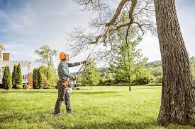 How Our Tree Care Process Works  in  Canyon Lake, CA