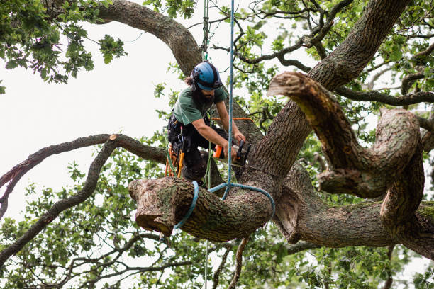 Best Tree Health Inspection  in Nyon Lake, CA