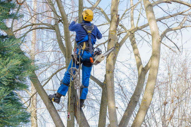 Best Tree and Shrub Care  in Nyon Lake, CA