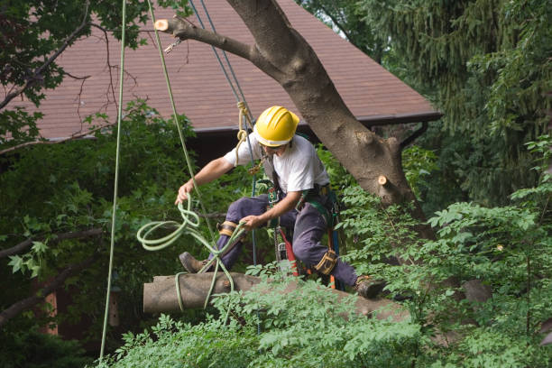 Lawn Renovation and Restoration in Canyon Lake, CA
