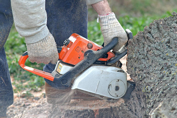 Best Arborist Consultation Services  in Nyon Lake, CA