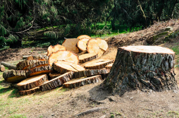 Best Commercial Tree Services  in Nyon Lake, CA